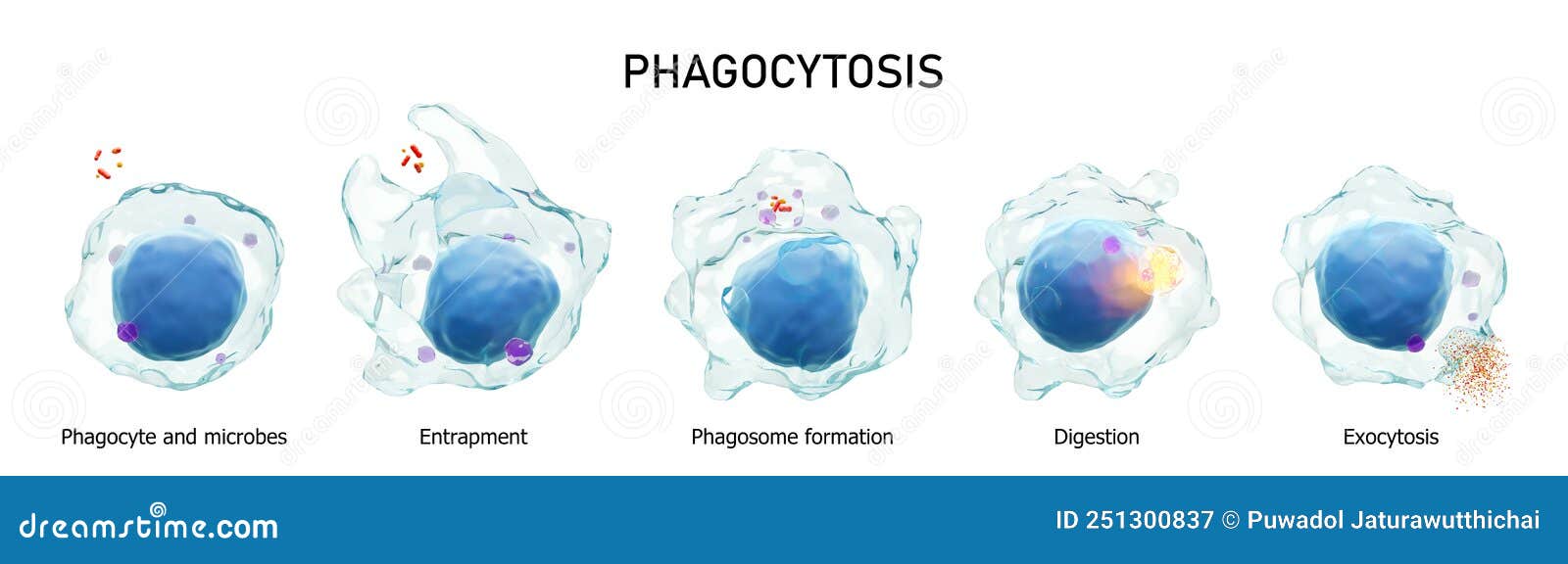 phagocytosis . step by step process of macrophage is swallowing and killing microbes .  white background . medical