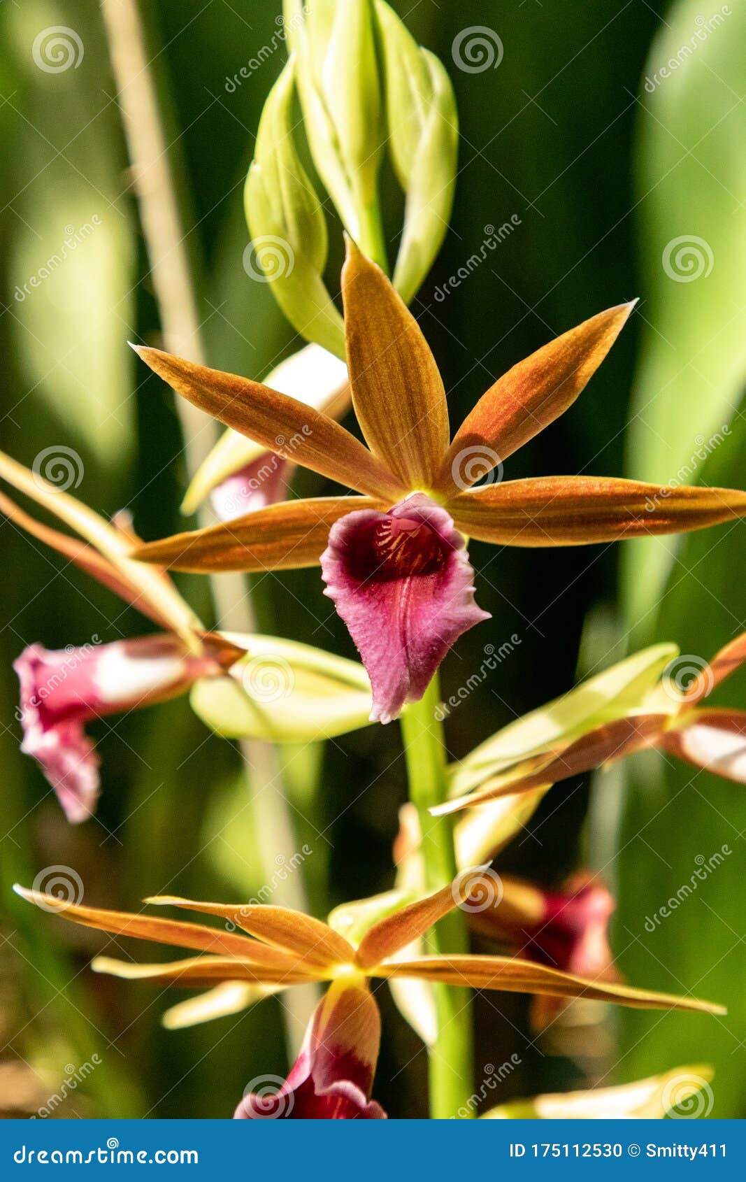 Phaius Tankervilleae Orchid Llamada Orquídea Nun Foto de archivo - Imagen  de casquillo, cubo: 175112530