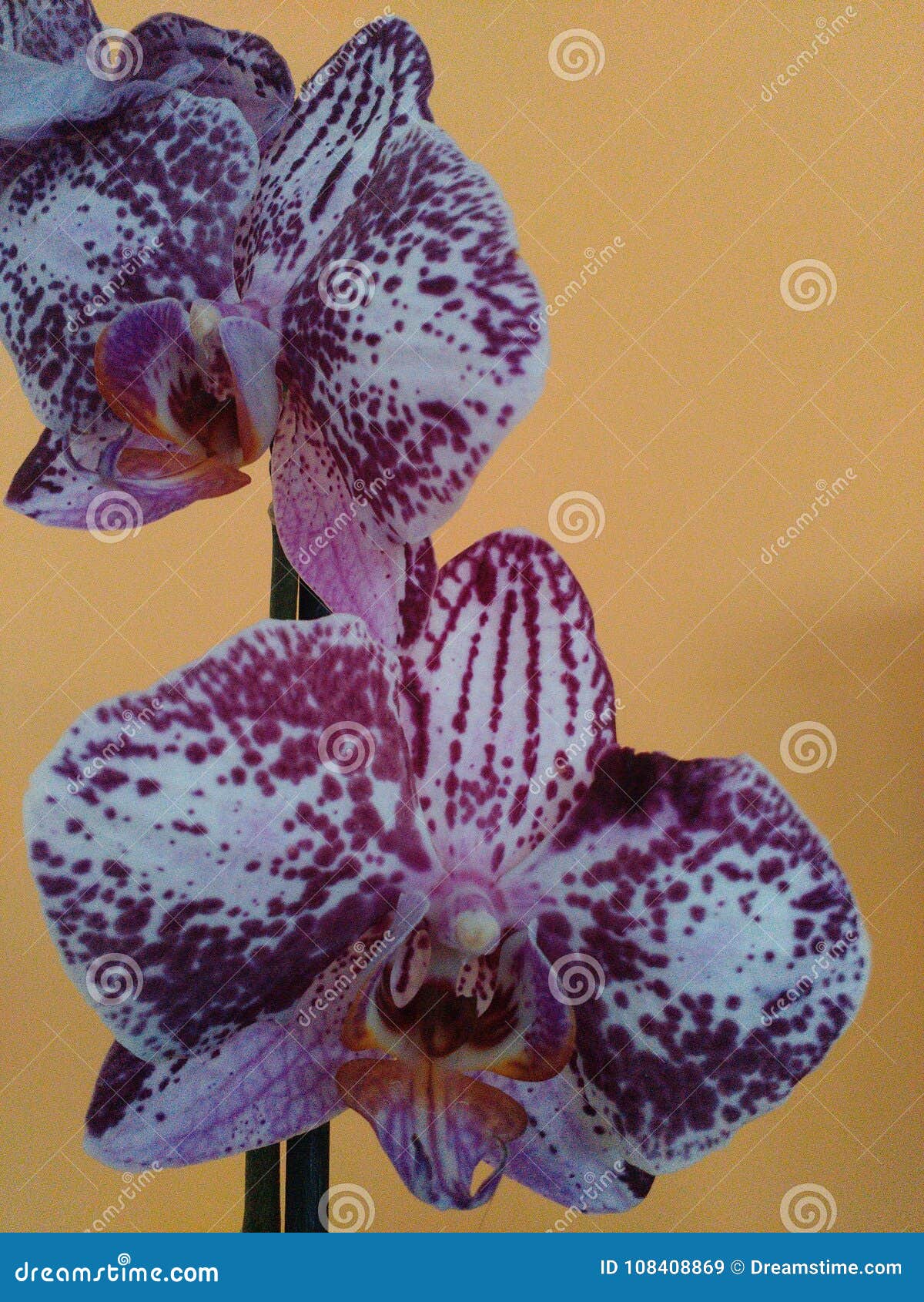 Phalaenopsis Branco Roxo Da Orquídea No Fundo Alaranjado Imagem de Stock -  Imagem de parede, roxo: 108408869