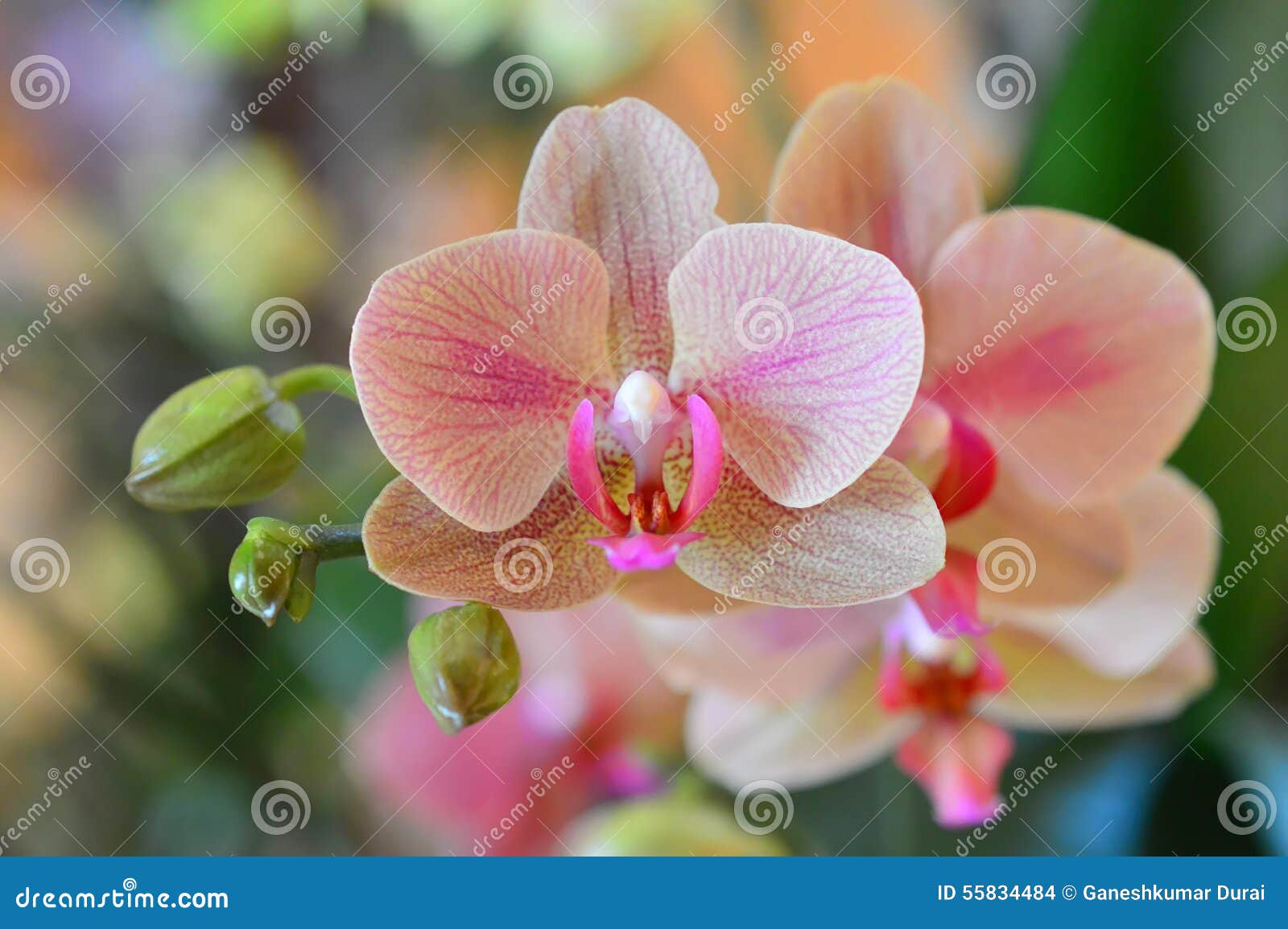 Phalaenopsis Butterfly Orchid Stock Photo Image Of Natural