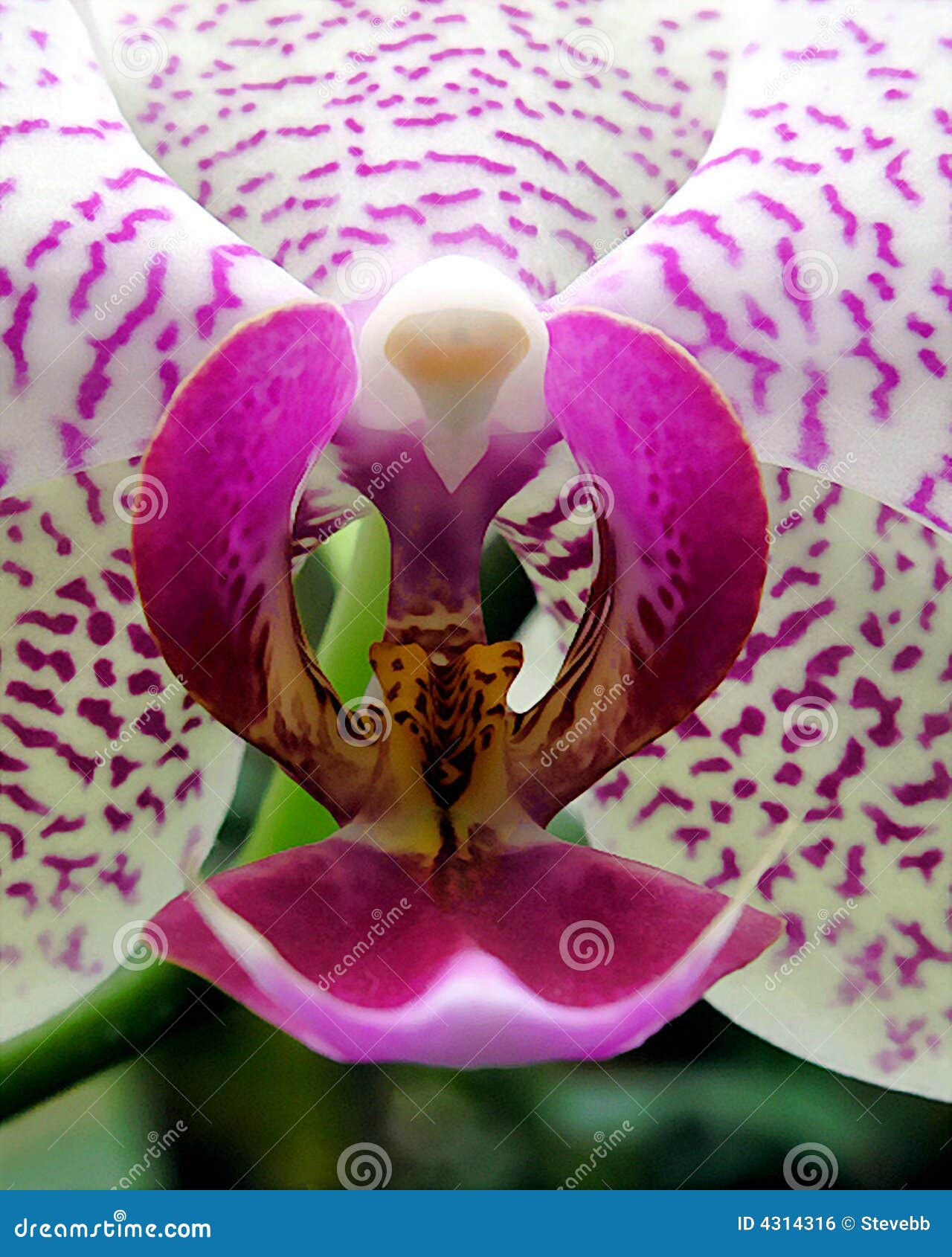 Phalaenopsis Cor-de-rosa E Branco Da Orquídea - Foto de Stock - Imagem de  flor, espécie: 4314316
