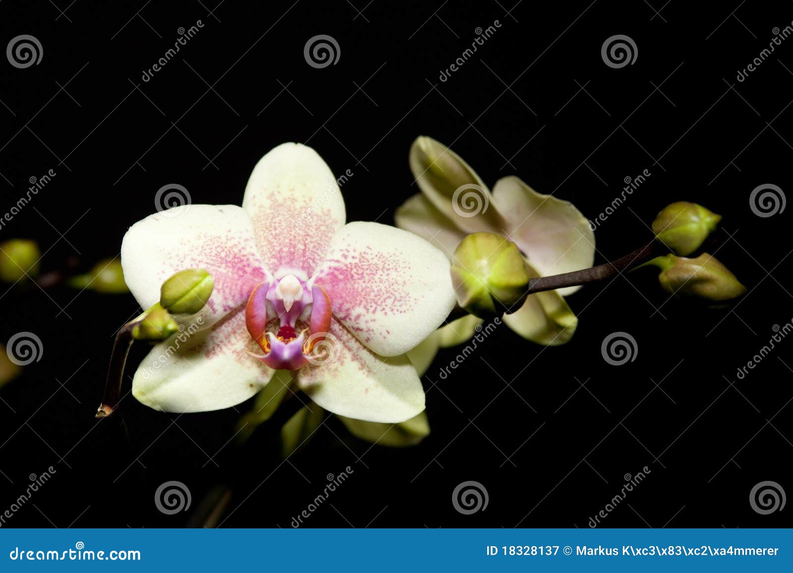 Phalaenopsis Hybride Orchid Stock Image - Image of orchid, exotic: 18328137