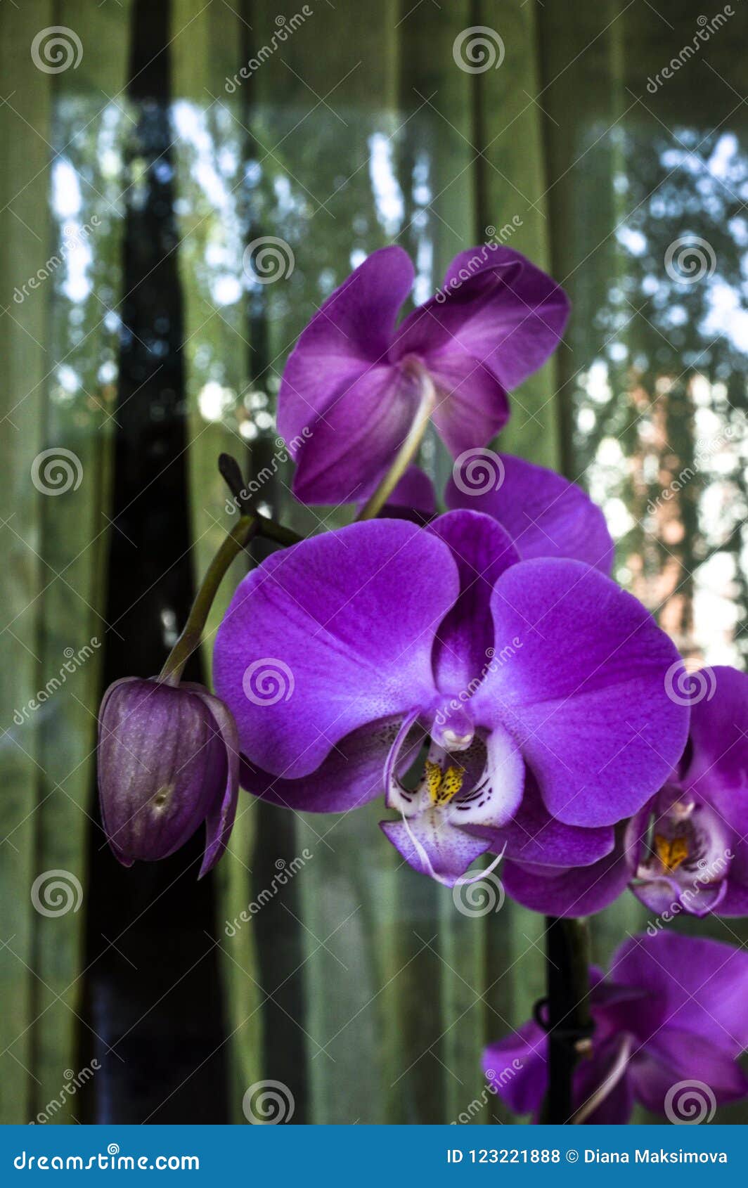 Big Violet Flowers of Phalaenopsis. Stock Photo - Image of vegetation,  green: 123221888