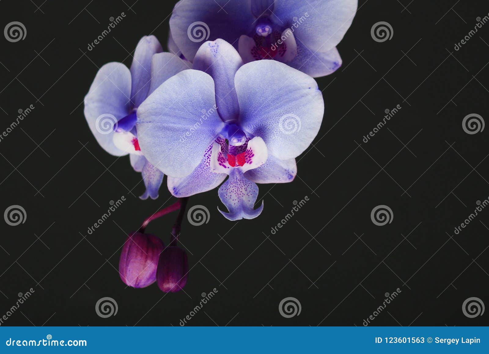 Phalaenopsis Magenta Da Flor No Lado Direito Da Orquídea Cor-de-rosa Escura  O Imagem de Stock - Imagem de declives, detalhe: 123601563