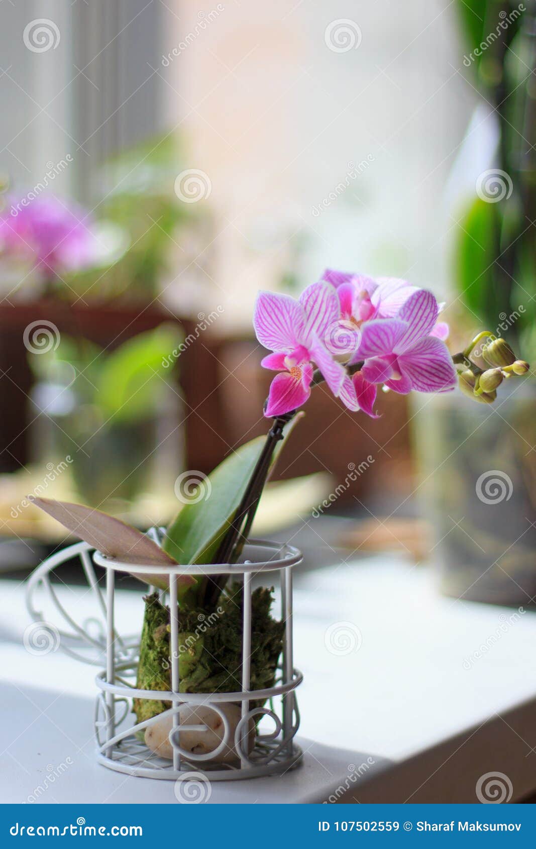 Phalaenopsis Mini - Orquídea Branca E Roxa Beautuful Imagem de Stock -  Imagem de verde, roxo: 107502559