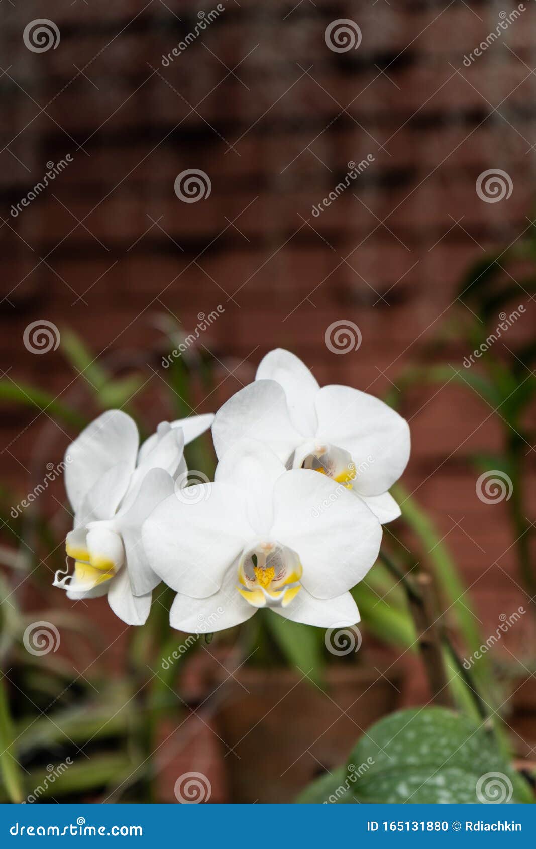 Phalaenopsis Or Moth Dendrobium Orchid Flower White Orchids Isolated On Blur Background Butterfly Orchids Closeup Of Stock Photo Image Of Leaf Background
