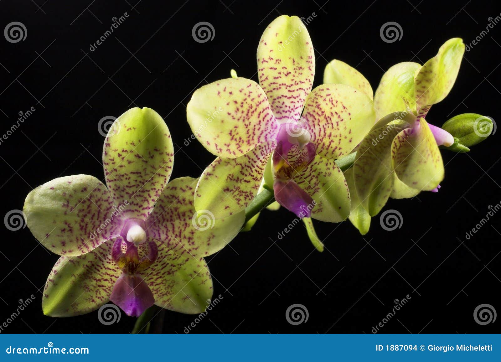 Phalaenopsis Orchid stock photo. Image of cocoon, black - 1887094