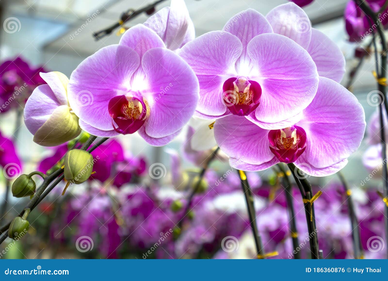 Phalaenopsis Orchids Bloom In A Variety Of Colors In The Garden Stock Photo Image Of Flower Celebration 186360876