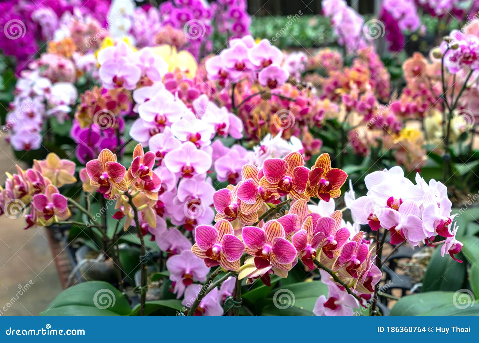 Phalaenopsis Orchids Bloom In A Variety Of Colors In The Garden Stock Photo Image Of Bouquet Freshness 186360764