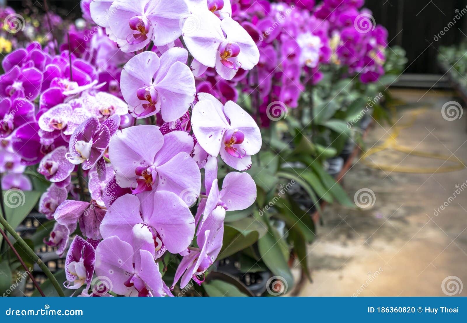 Phalaenopsis Orchids Bloom In A Variety Of Colors In The Garden Stock Photo Image Of Botany Home 186360820