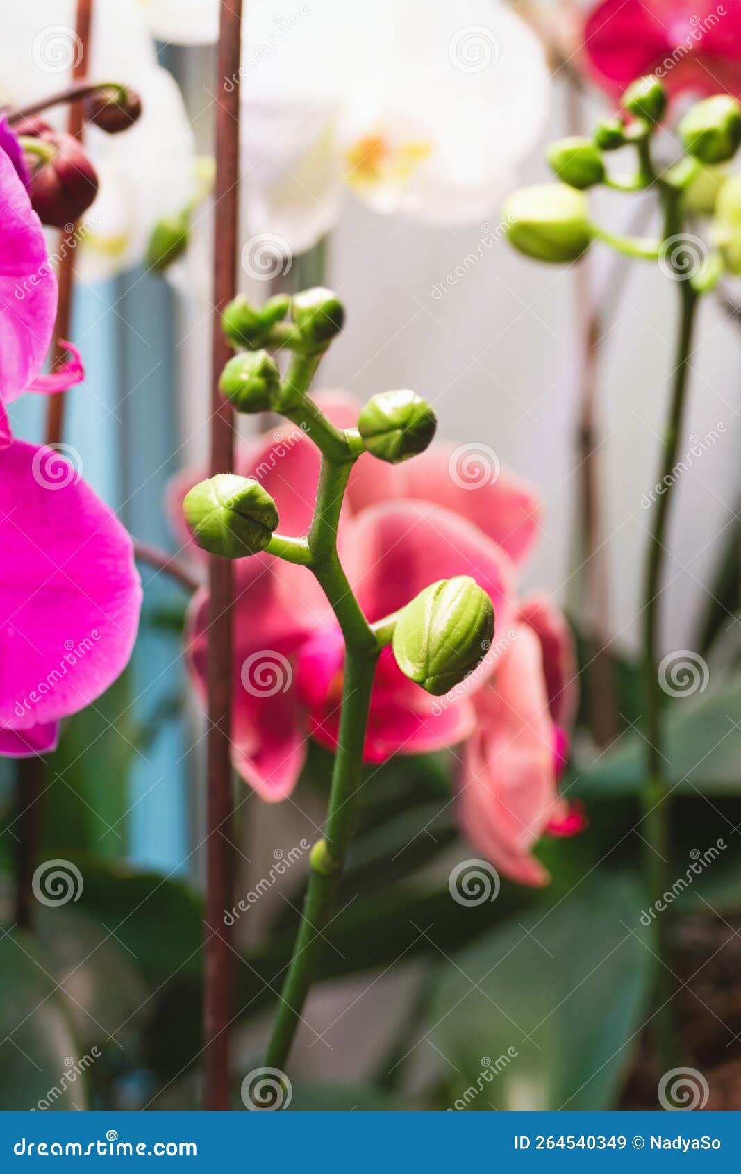 phalaenopsis orchids ready to bloom, moth orchids flowerbuds under artificial light in winter