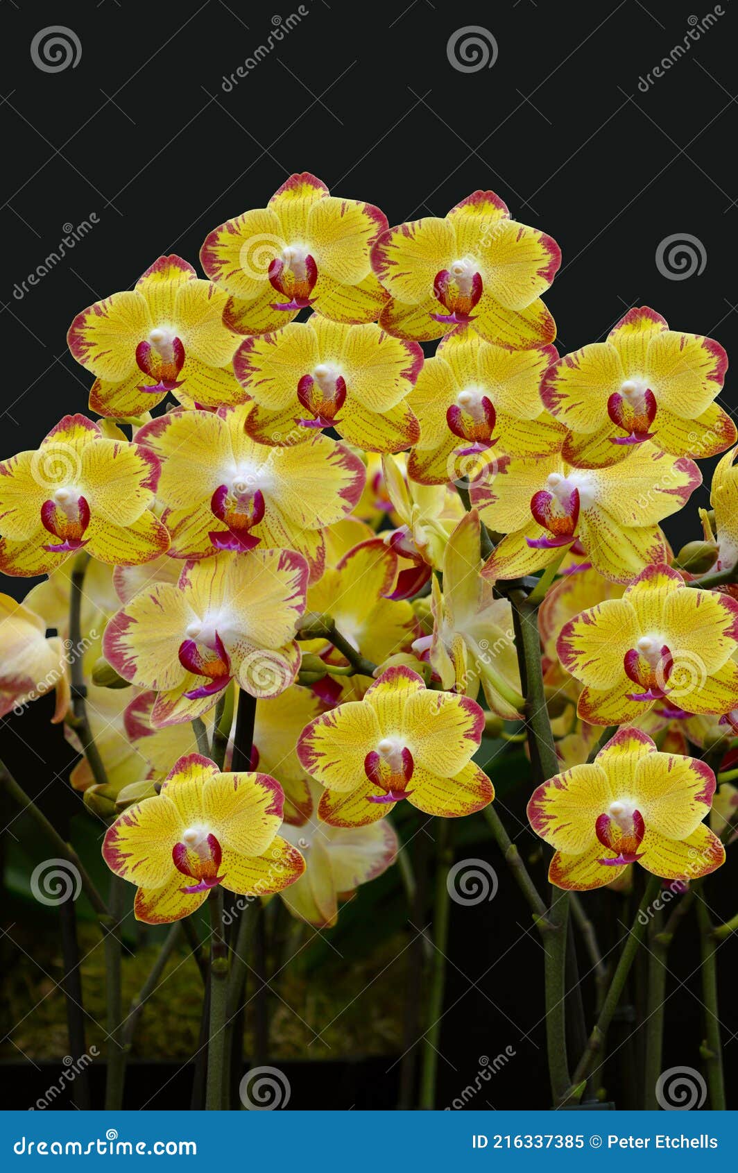 Phalaenopsis Papagayo stock image. Image of botany, beauty - 216337385