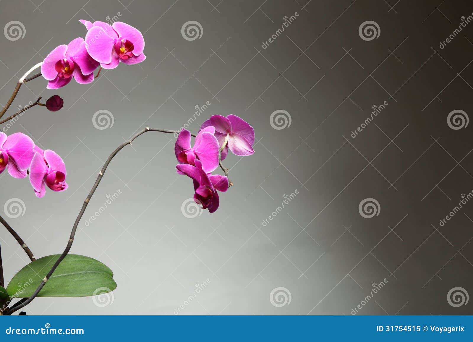 Phalaenopsis. Purple Orchid on Gray Background Stock Image - Image of