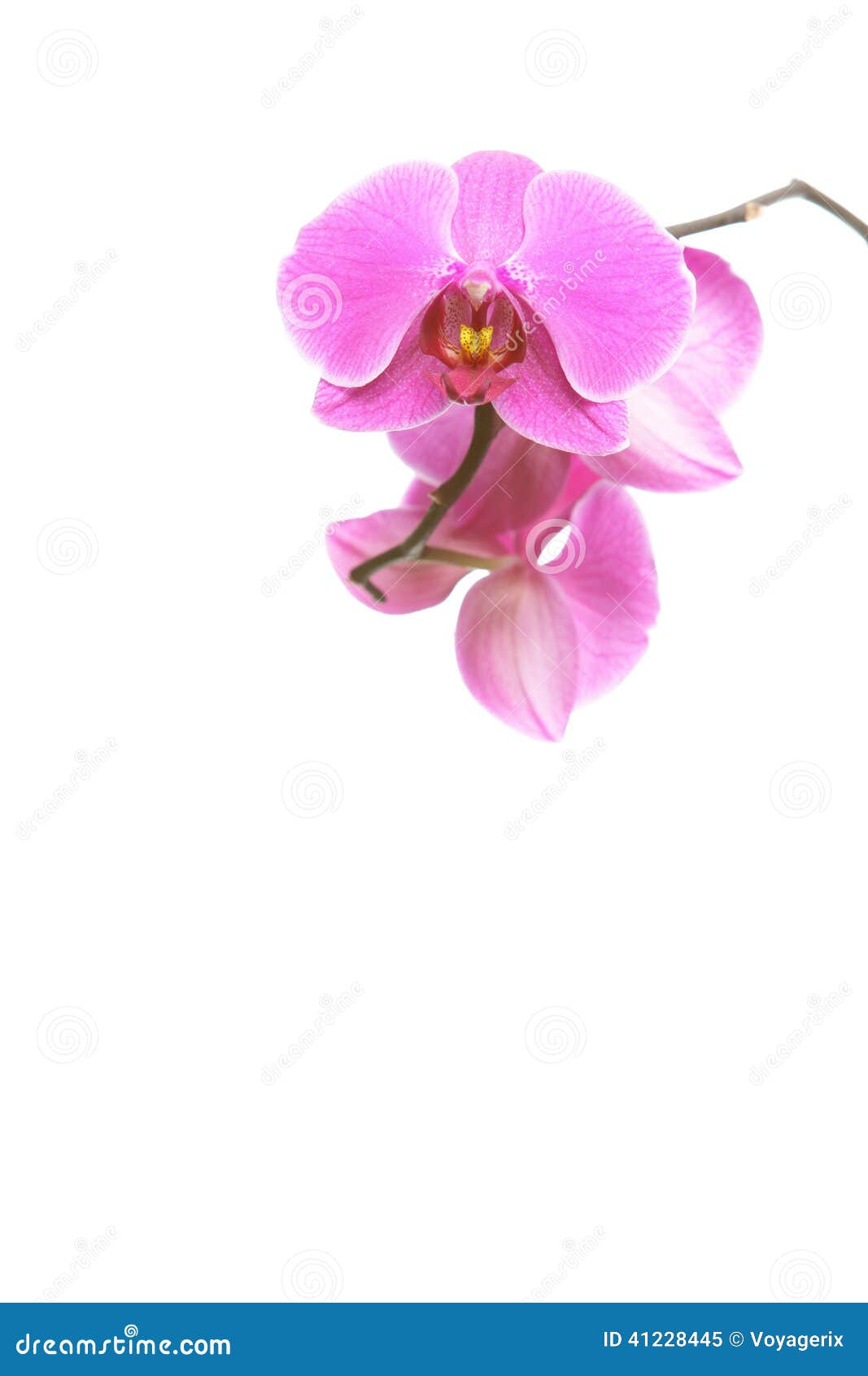Phalaenopsis. Purple Orchid on White Background Stock Image - Image of