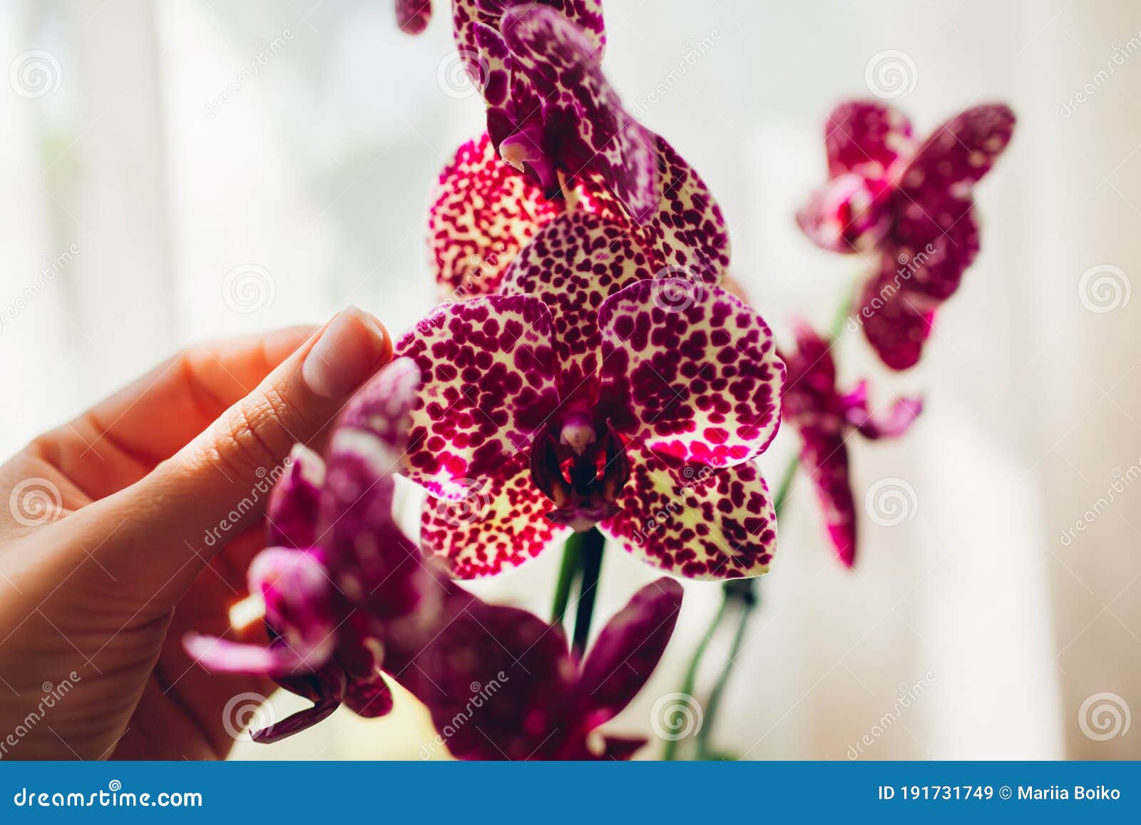 Phalaenopsis Sauvage Chat Orchid. Femme Qui Prennent Soin Des Plantes à La  Maison . Gros Plan Des Mains Femelles Qui Tient Les Fle Image stock - Image  du chat, maison: 191731749