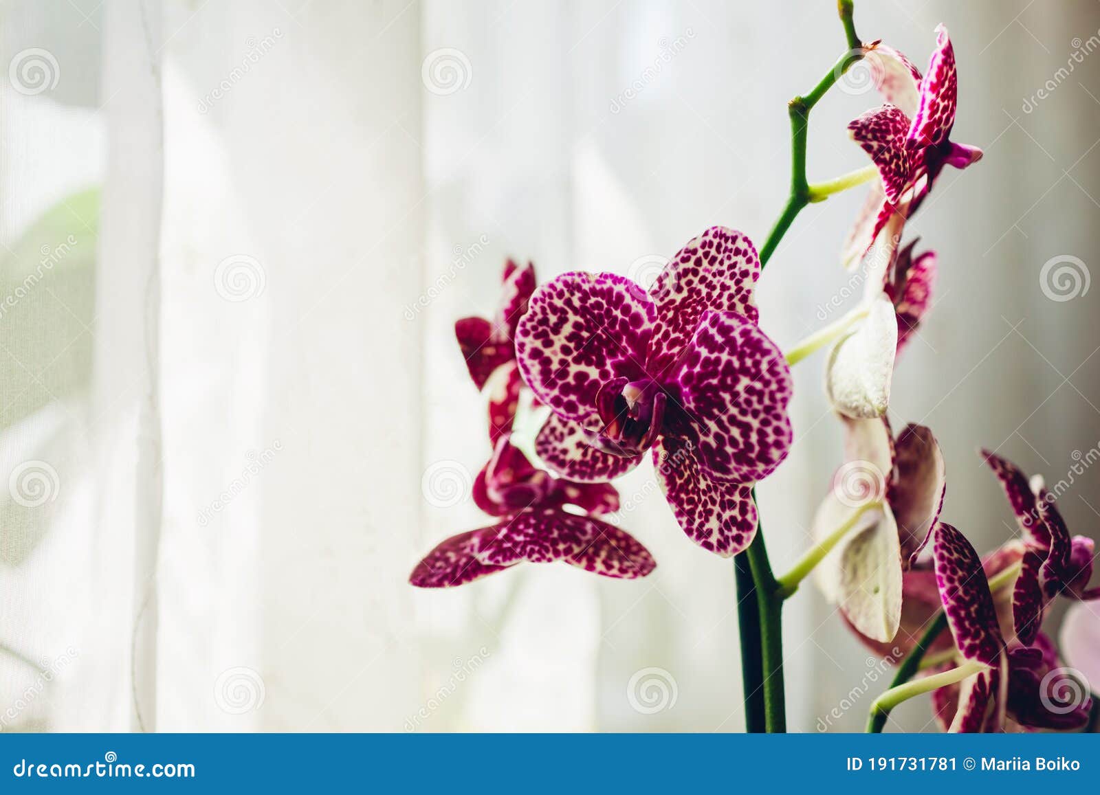 Phalaenopsis Sauvage Chat Orchid. Soins à Domicile De Plantes. Gros Plan  Des Fleurs Violettes Avec L'ornement De Points Image stock - Image du  floraison, lifestyle: 191731781
