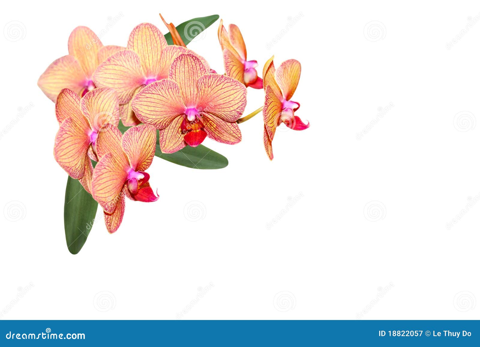 2 439 Hawaii Orchid Photos Free Royalty Free Stock Photos From Dreamstime