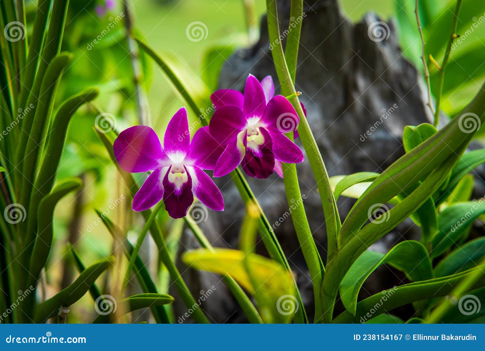 Phalaenopsis Yellow Orchid Flower in the Garden Stock Image Image of