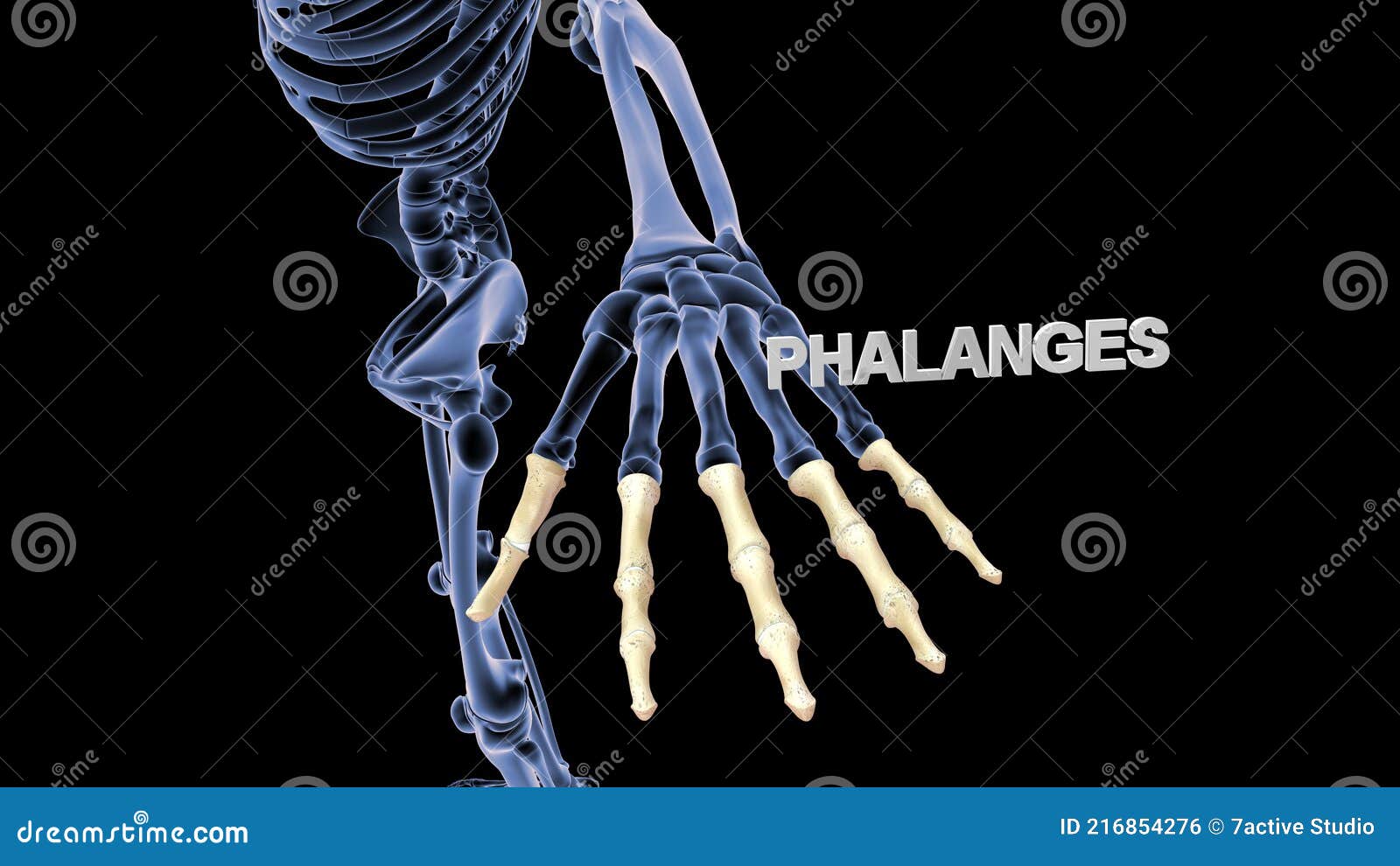 phalanges bones of human hand