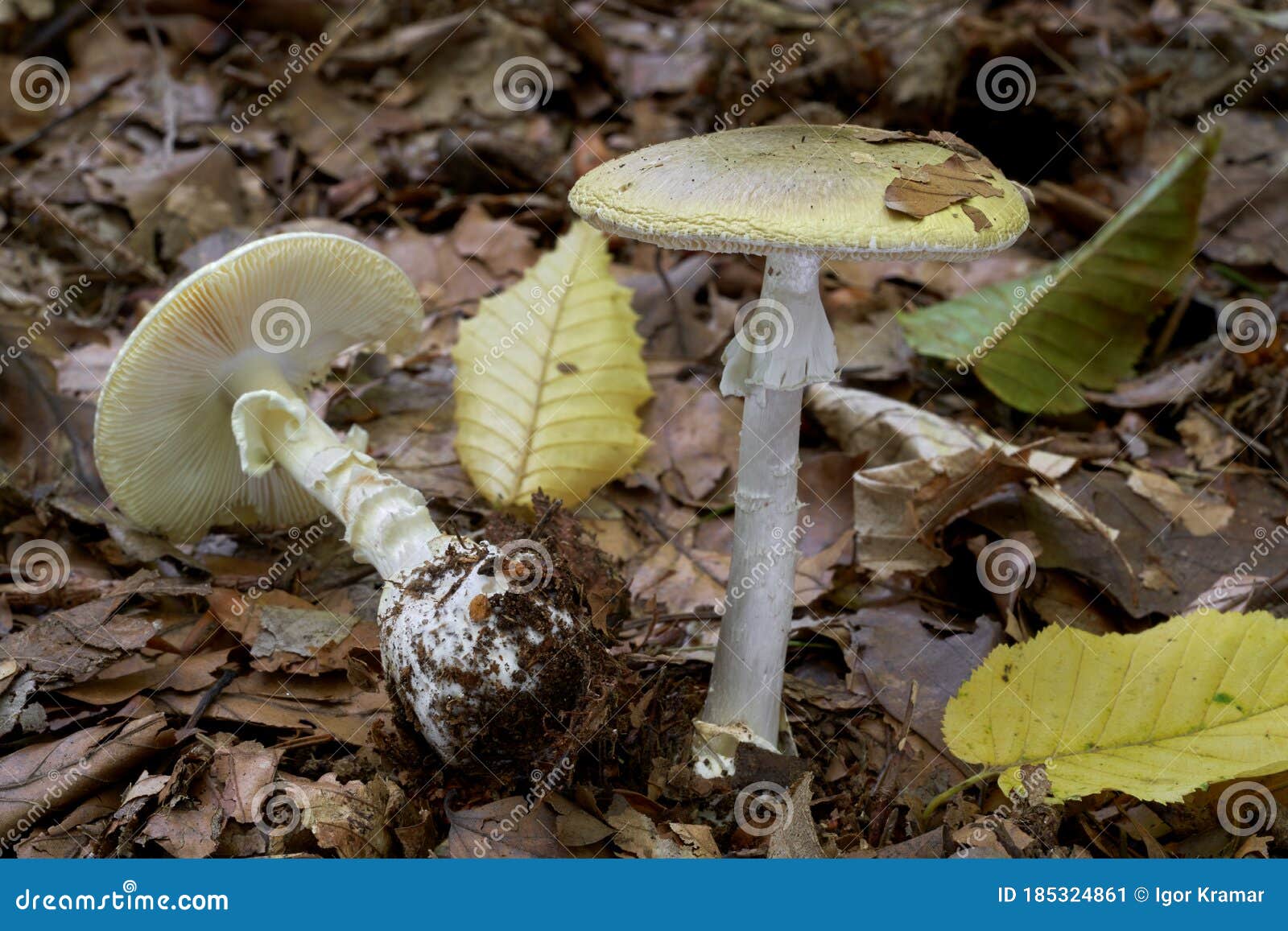 Photo libre de droit de Champignon Avec Une Tige Blanche Fortement