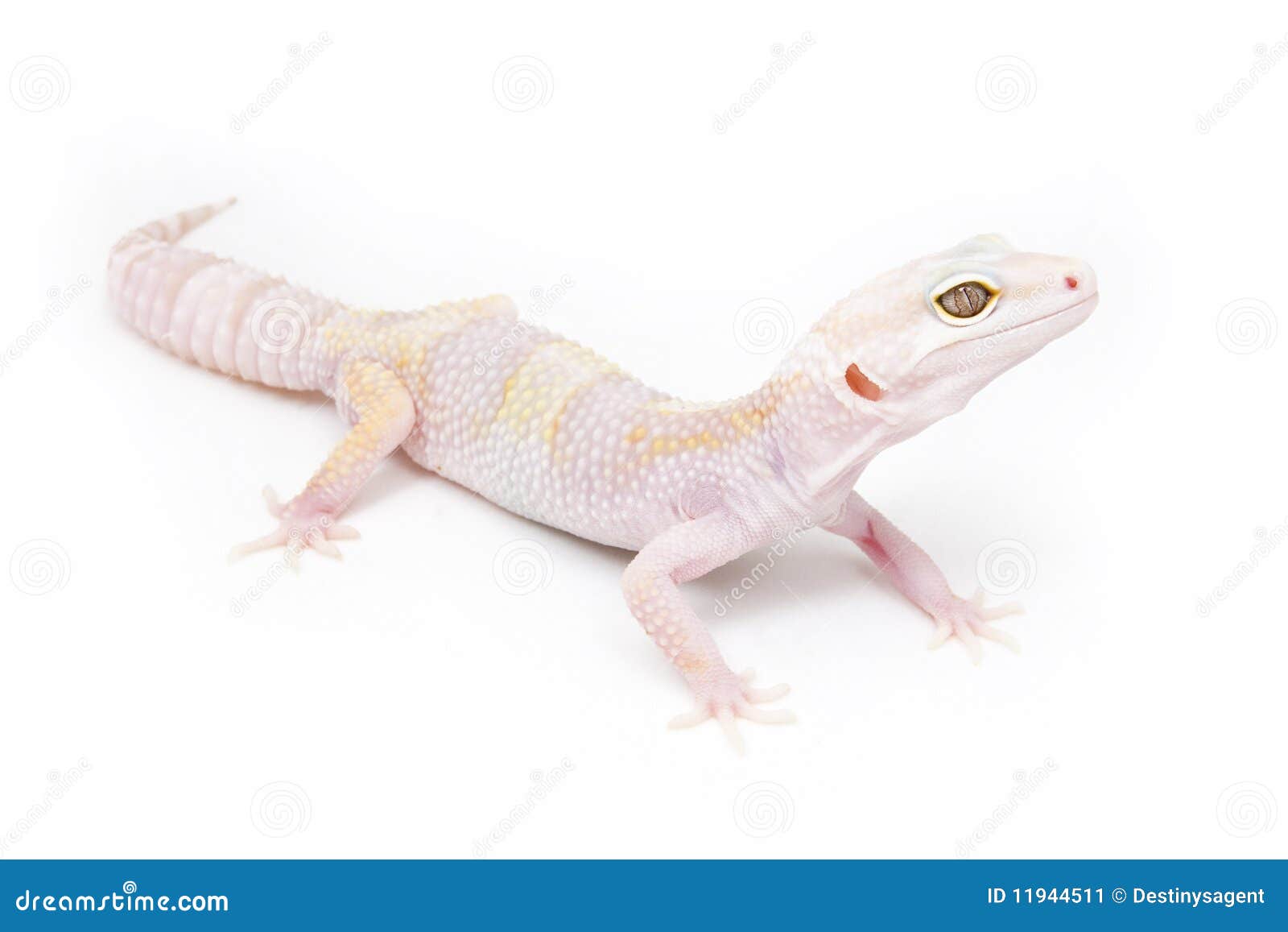 phantom leopard gecko