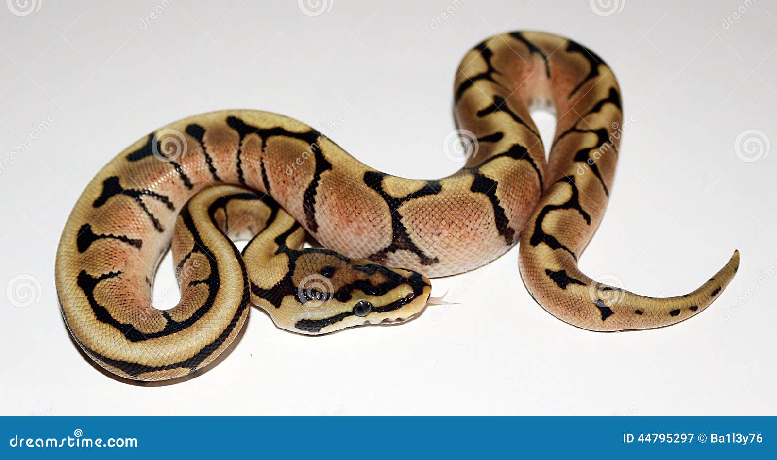 Phantom Spider Royal Python Hatchling Stock Image - Image of