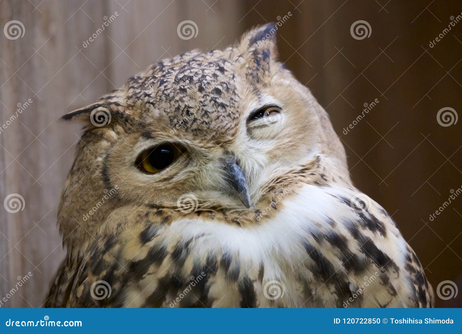 Pharaoh eagle owl face. stock photo. Image of feather - 120722850