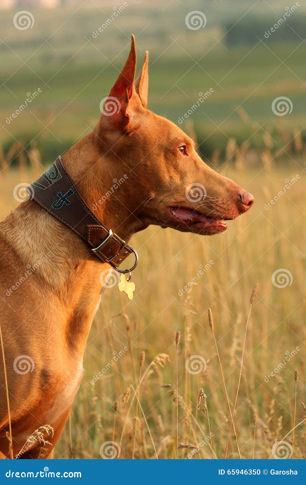 Pharaoh hound in profile stock photo. Image of chiseled 65946350