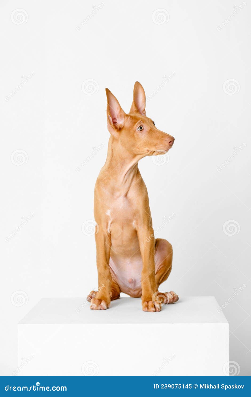 pharaoh hound red dog puppy. close-up portrait on a white background