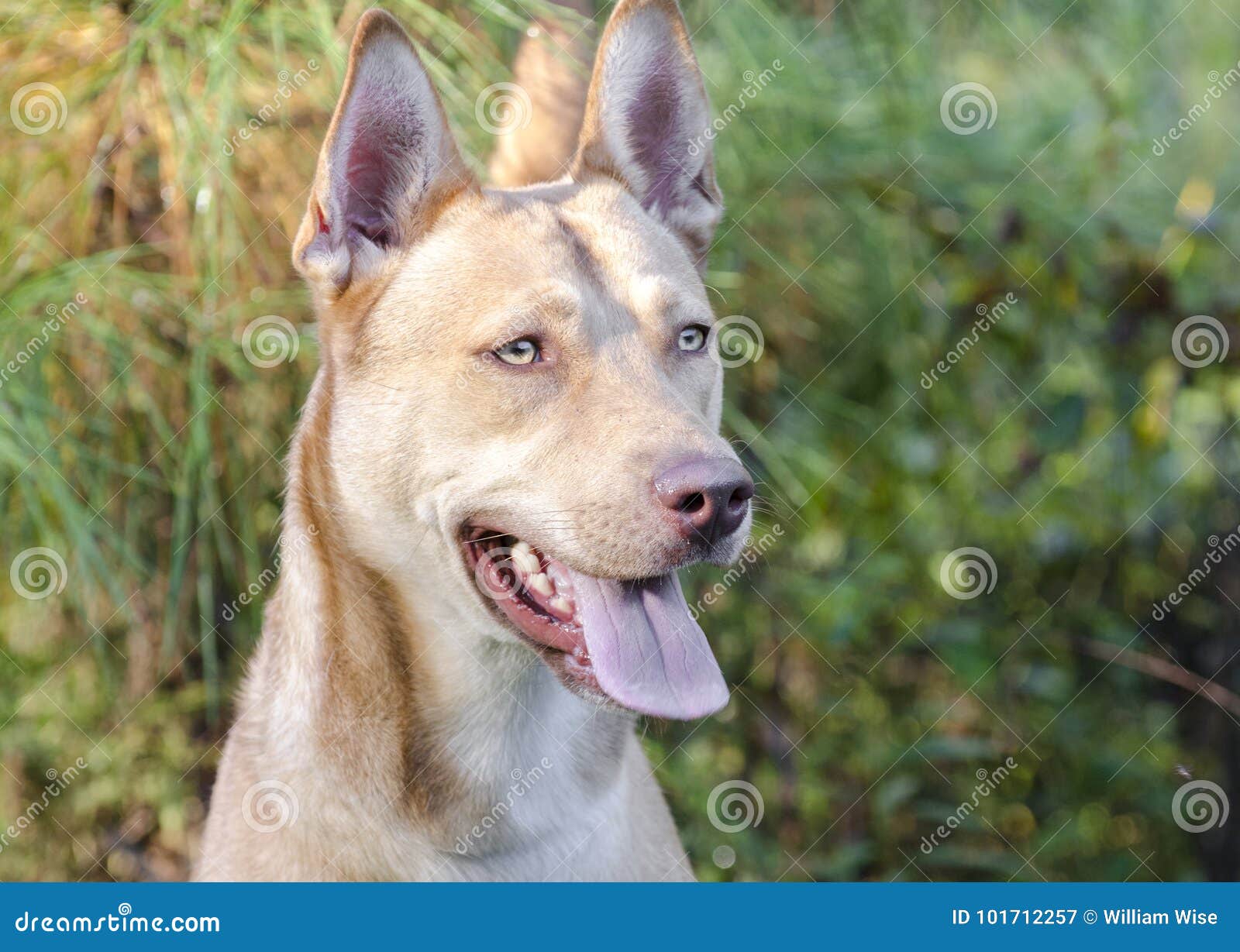 Pharaoh Hound Siberian Husky Mixed Breed Dog Stock Image Image Of Canine Animal 101712257