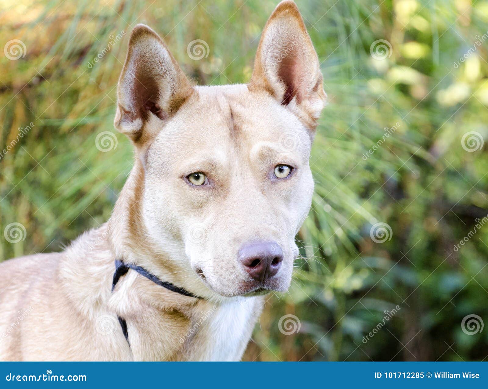 Pharaoh Hound Siberian Husky Mixed Breed Dog Stock Image ...
