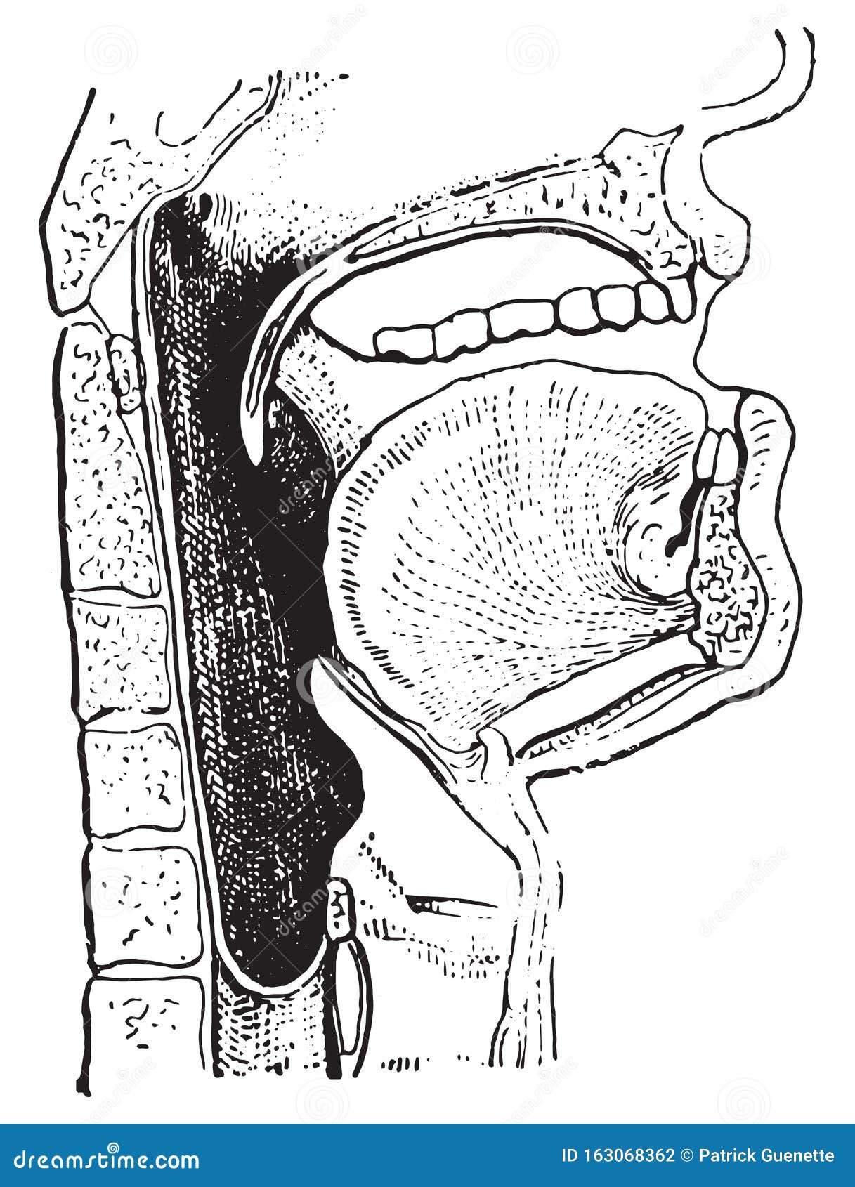 pharynx, vintage engraving