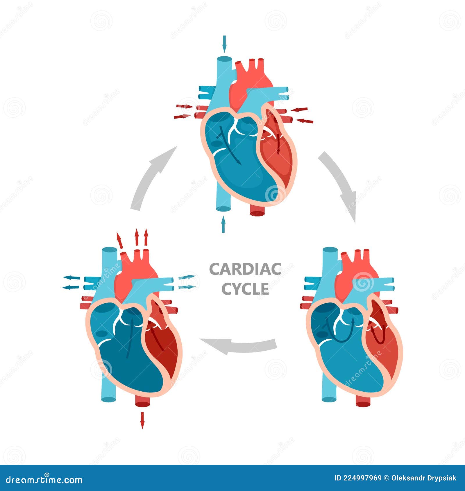 cardiac cycle of heart)
