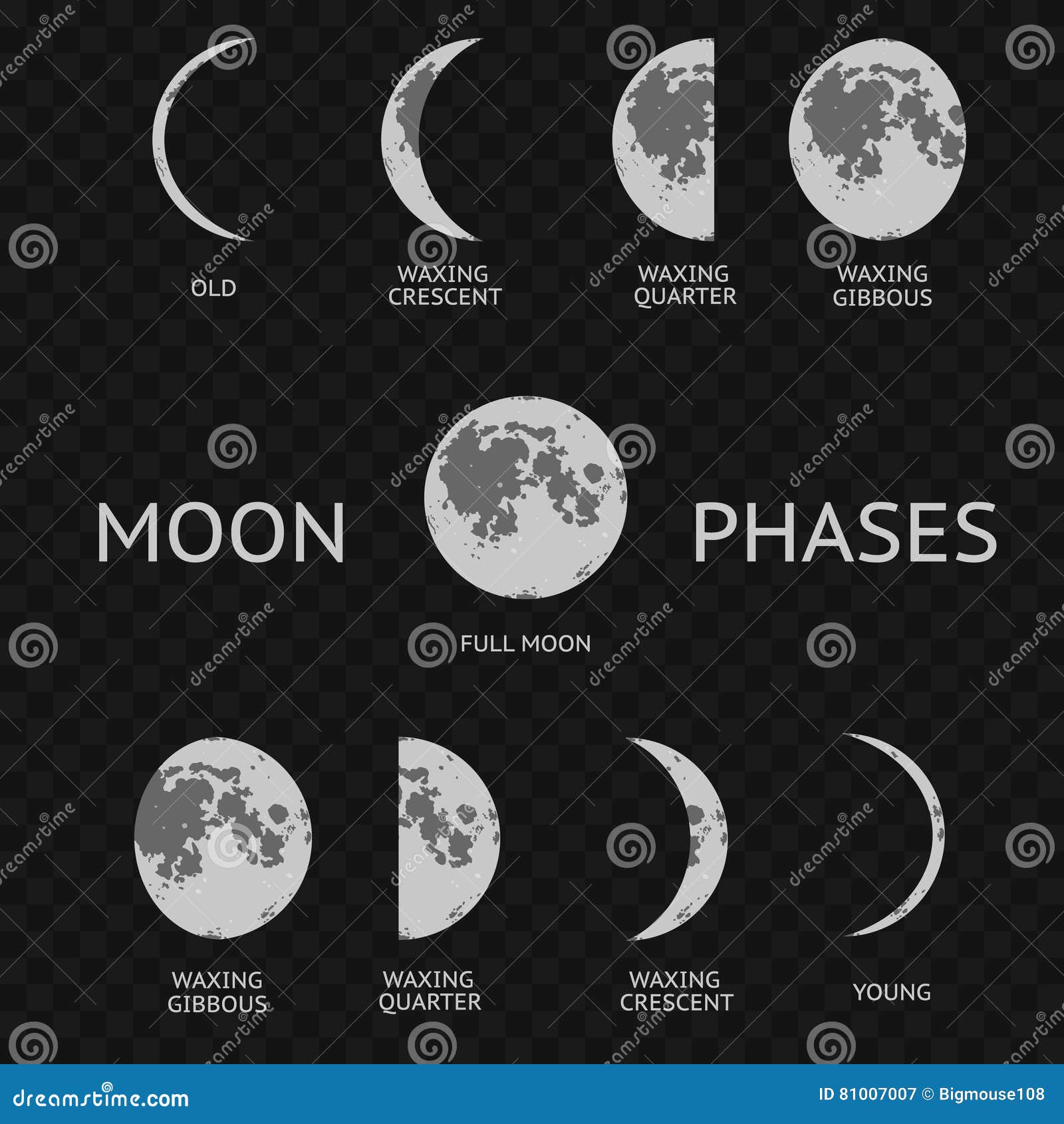 Different Phases Of Moon On Transparent Background Vector Stock, moon png  vector