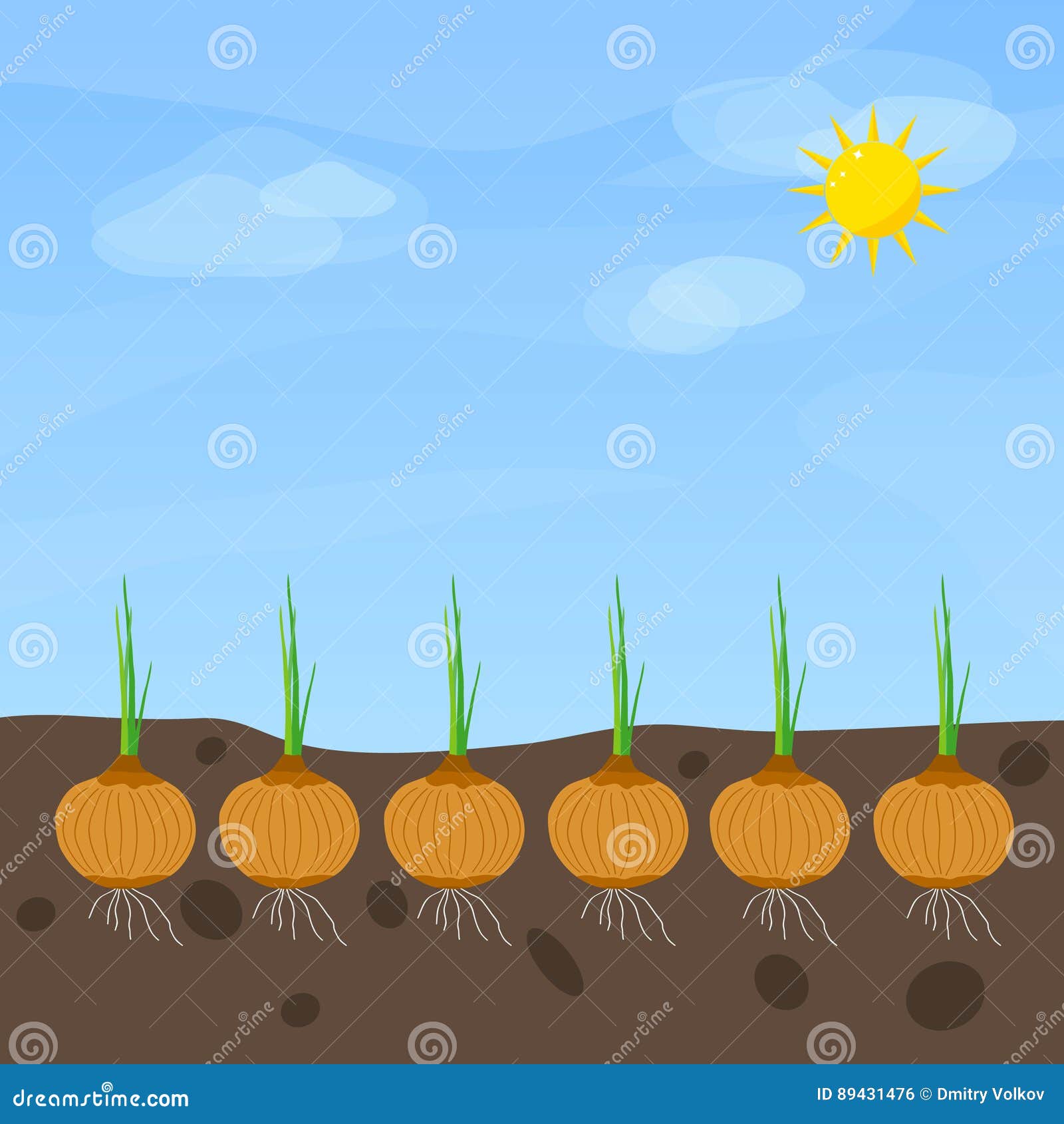 Onion Growth Stages. Life Cycle Of A Onion Plant. Vector Illustration
