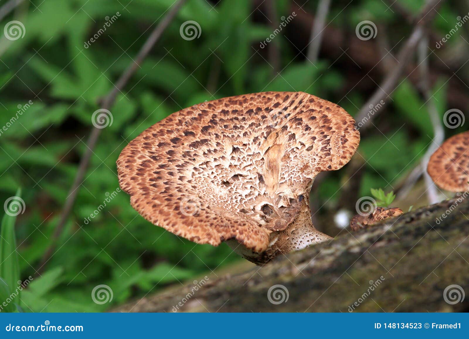 Pheasant Back Mushroom stock image. Image of fallen ...