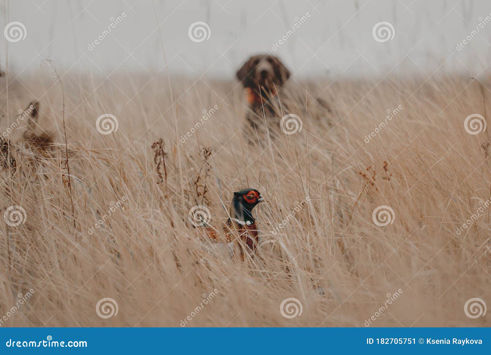 pheasant bird hiding from a hunting dog