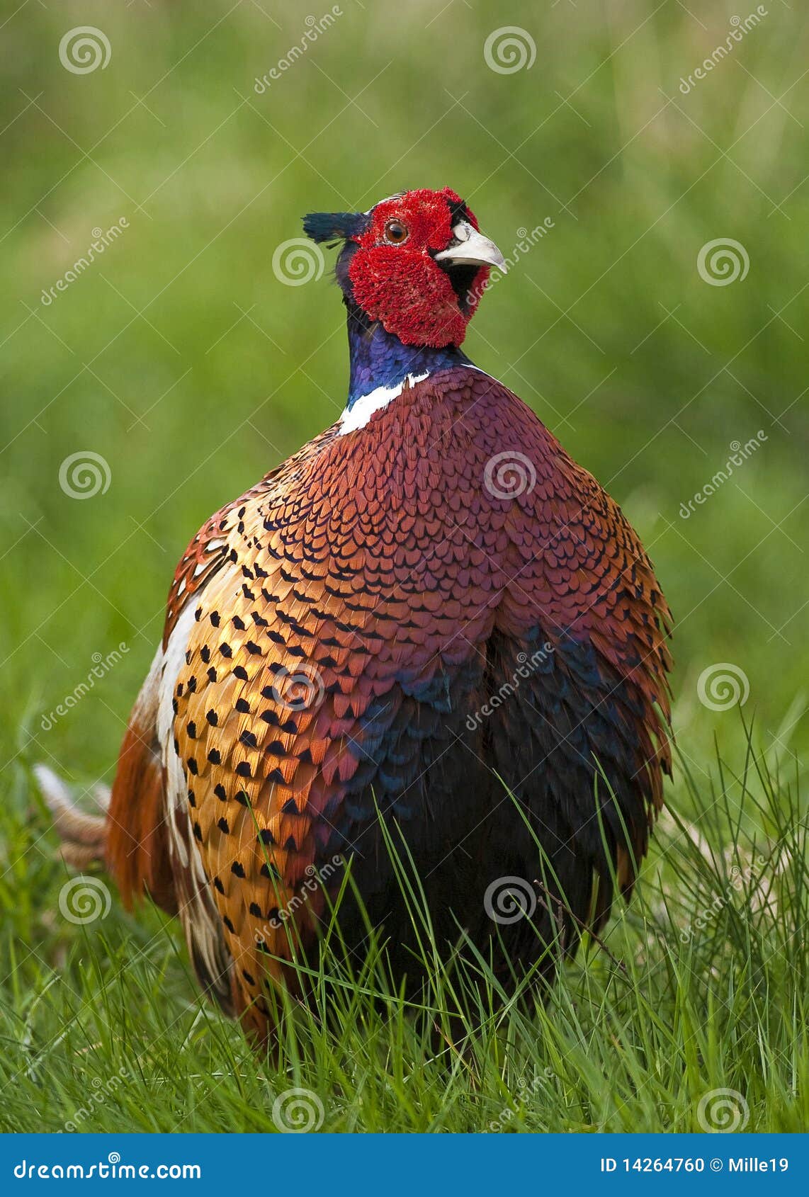 pheasant (cock)