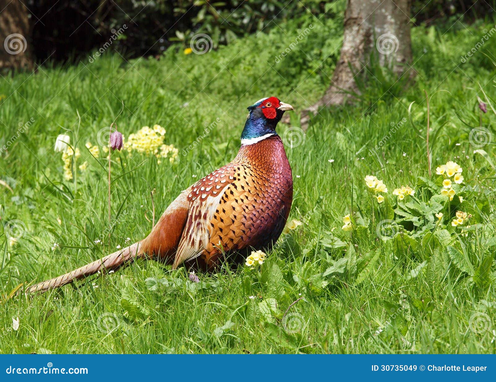 pheasant