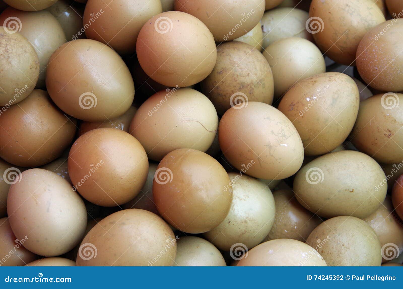 Pheasant eggs stock photo. Image of wildlife, gourmet 74245392