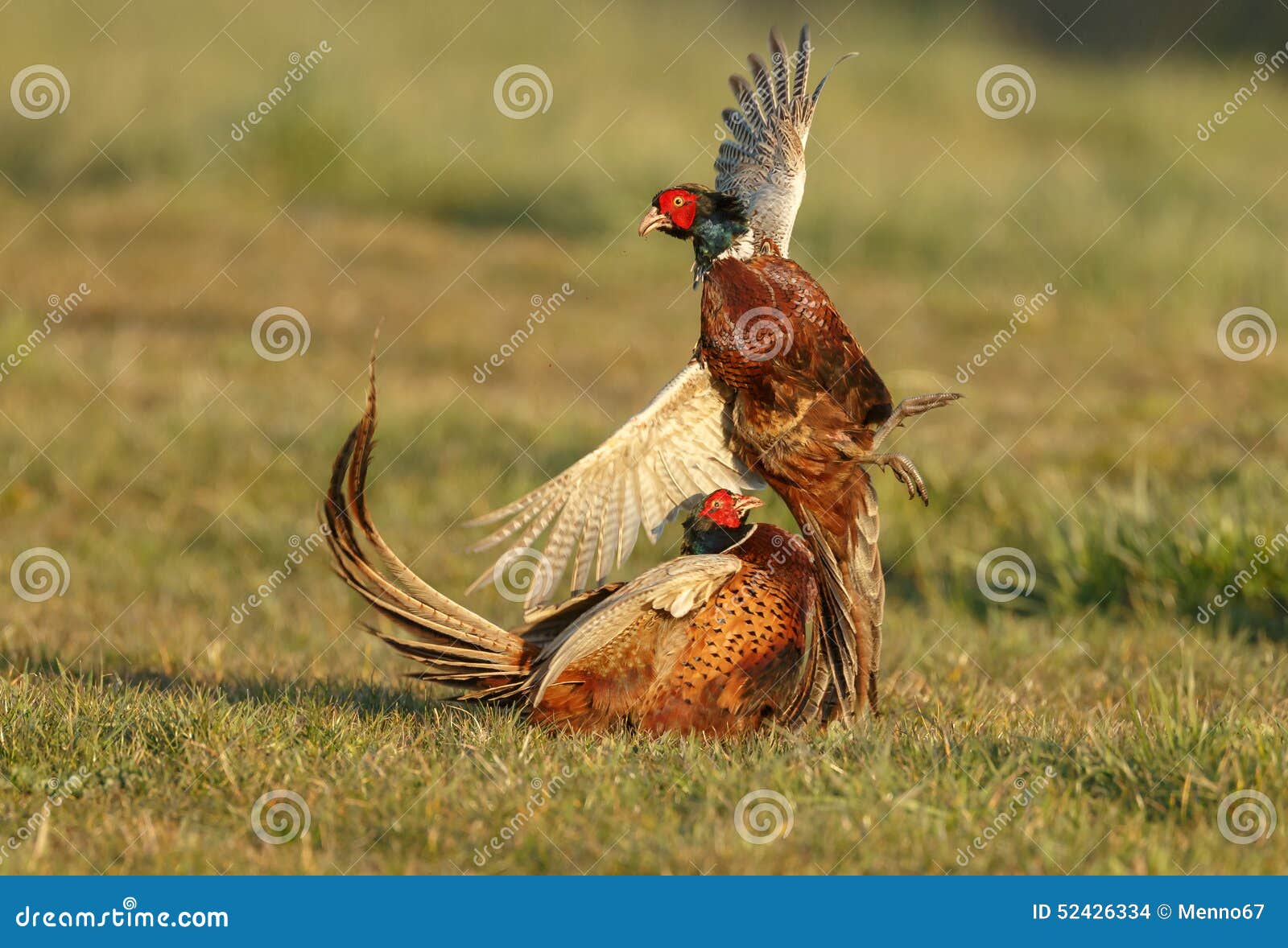 pheasant fighting