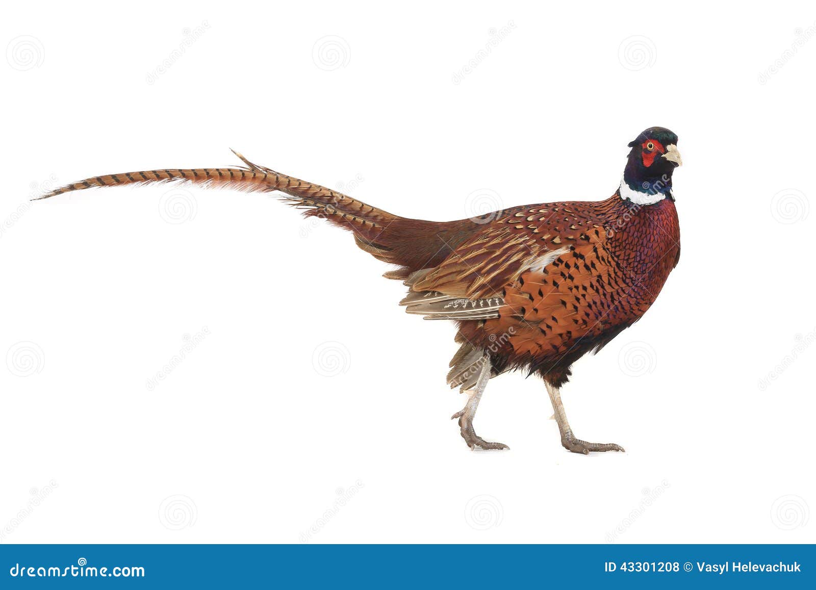 pheasant