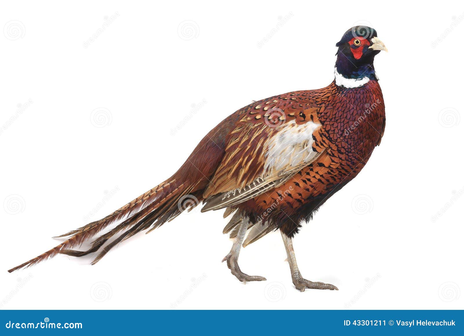 pheasant