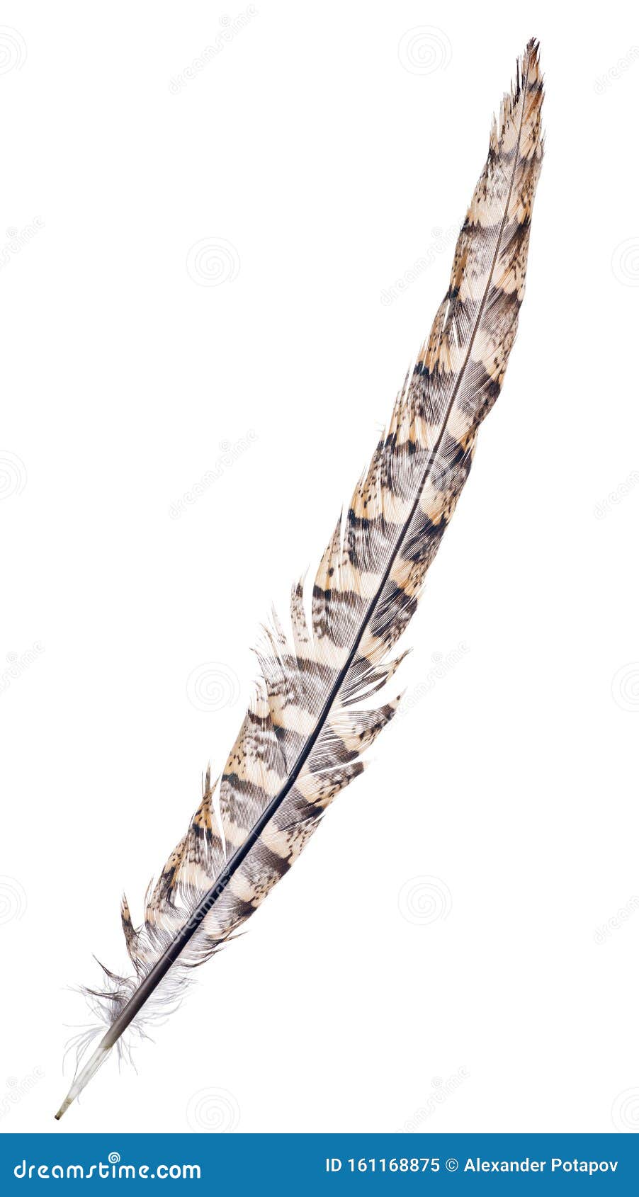 Black Brown Feather On White Background Stock Photo 451667839