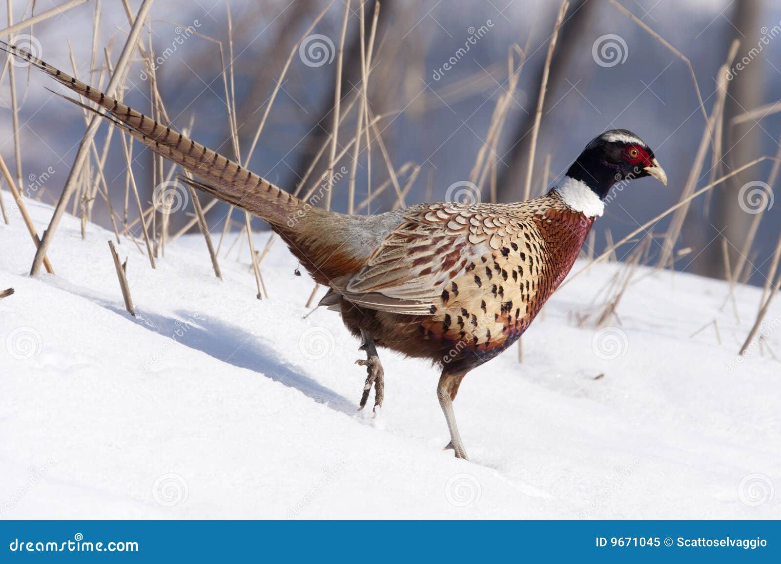 Explore Our Still/Images/Photos Portfolio. Male Pheasant walking on the snow, Phasianus colchicus mongolicus