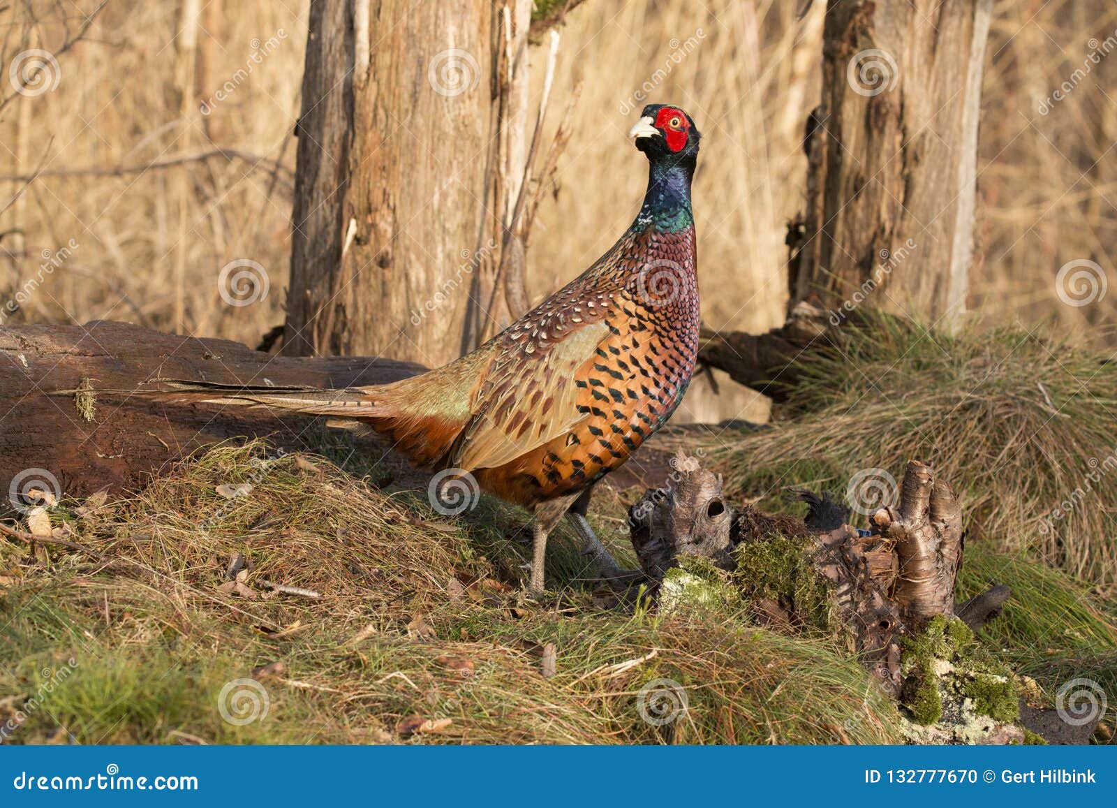Pheasant, Phasianus Colchicus, a Field Bird. Stock Photo Image of