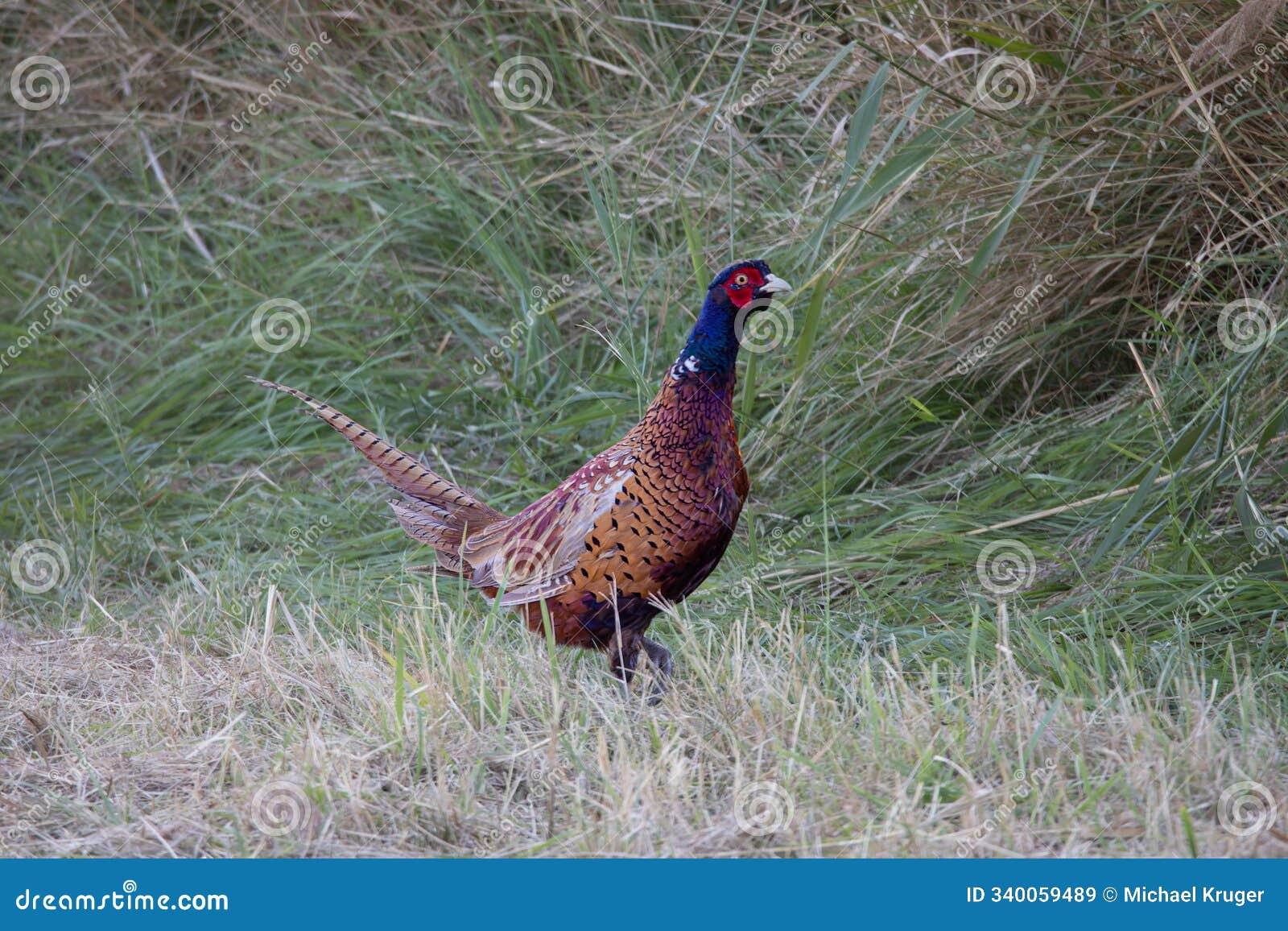 pheasant (phasianus colchicus)on the meadow in summer