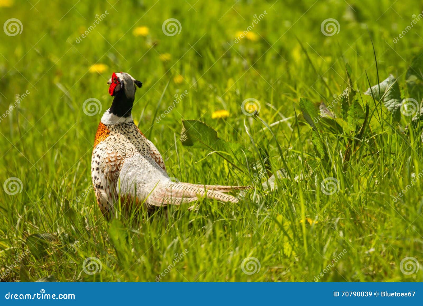 Pheasant standing in field stock image. Image of birdwatching 70790039