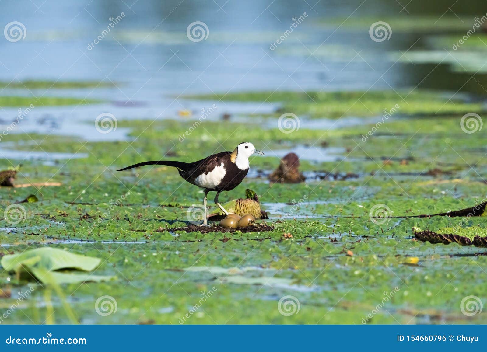 pheasant-tailed jacana