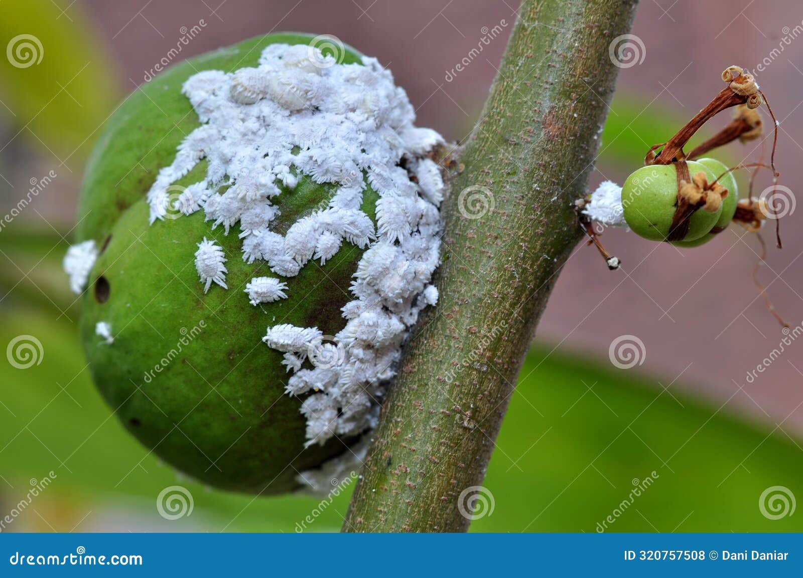 phenacoccus manihoti is a type of mealybug